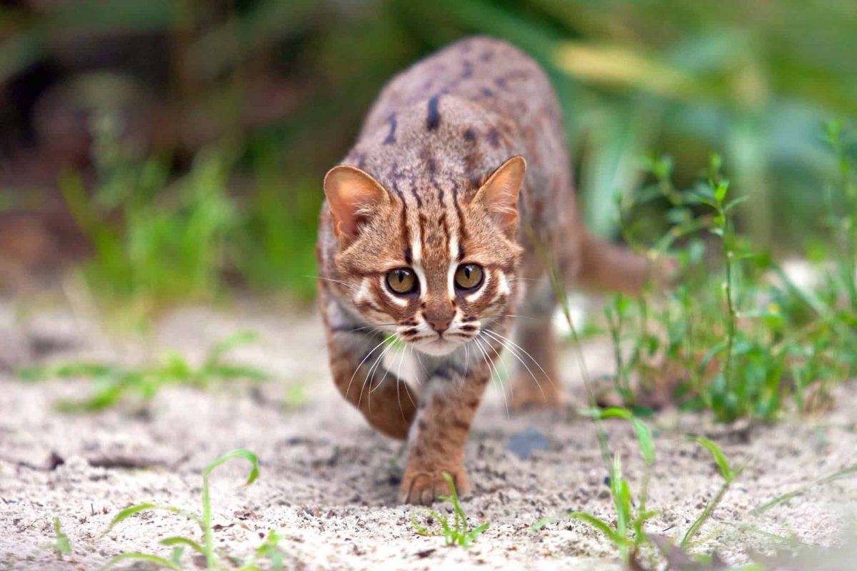 World's Smallest Wild Cat - Buzzer