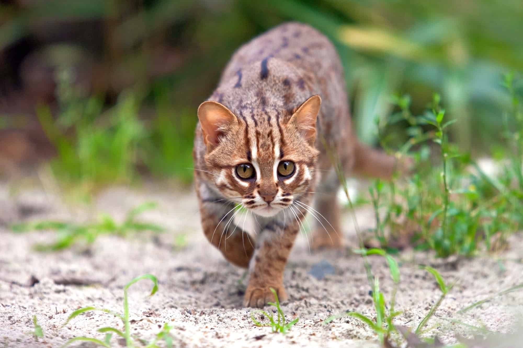 World s Smallest Wild Cat Buzzer