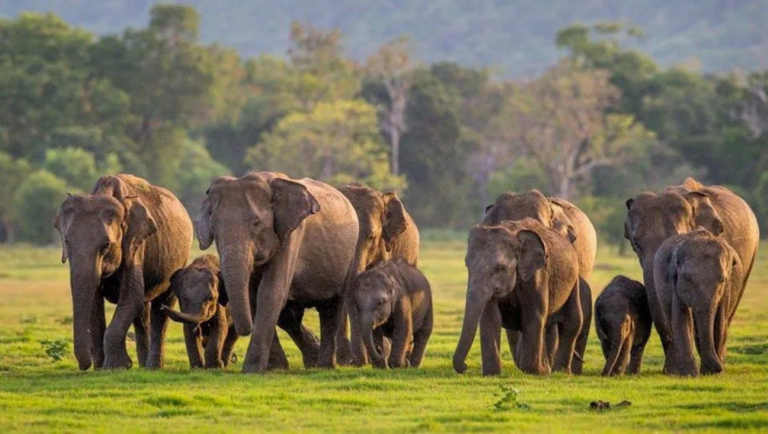 128 wild elephant deaths reported so far this year