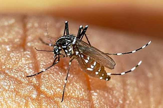 High dengue risk expected until mid-August amid prevailing weather conditions – Minister